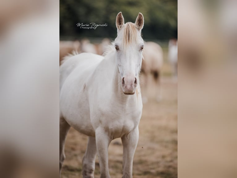 Arabisches Partbred Stute 5 Jahre 151 cm Champagne in Beaumont-Pied-de-Buf
