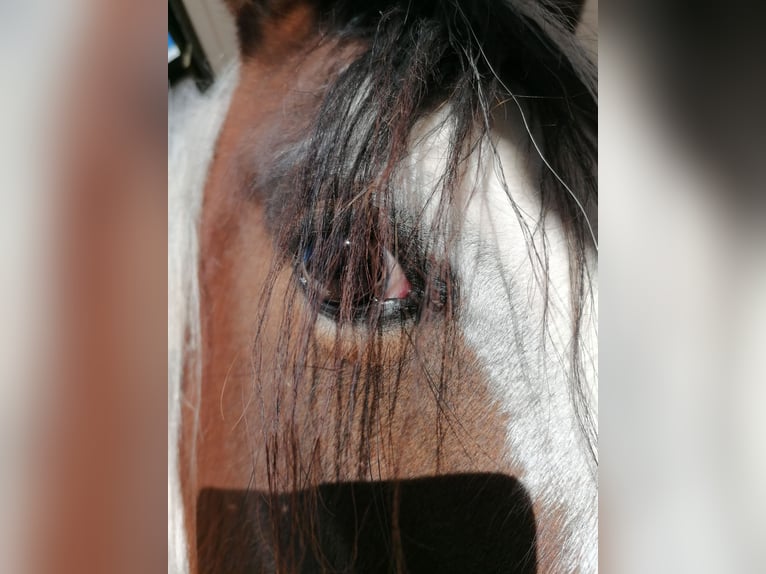Arabisches Partbred Stute 5 Jahre 155 cm Schecke in St. Blasien