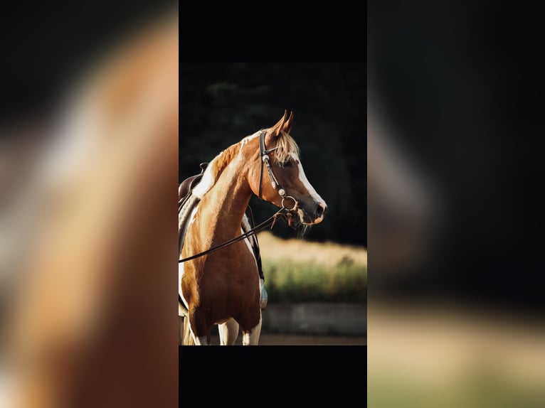 Arabisches Partbred Stute 5 Jahre 160 cm Schecke in Schwandorf