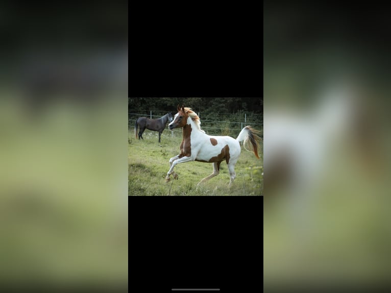 Arabisches Partbred Stute 5 Jahre 160 cm Schecke in Schwandorf