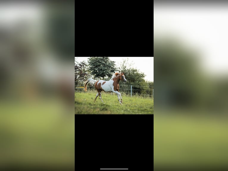 Arabisches Partbred Stute 5 Jahre 160 cm Schecke in Schwandorf