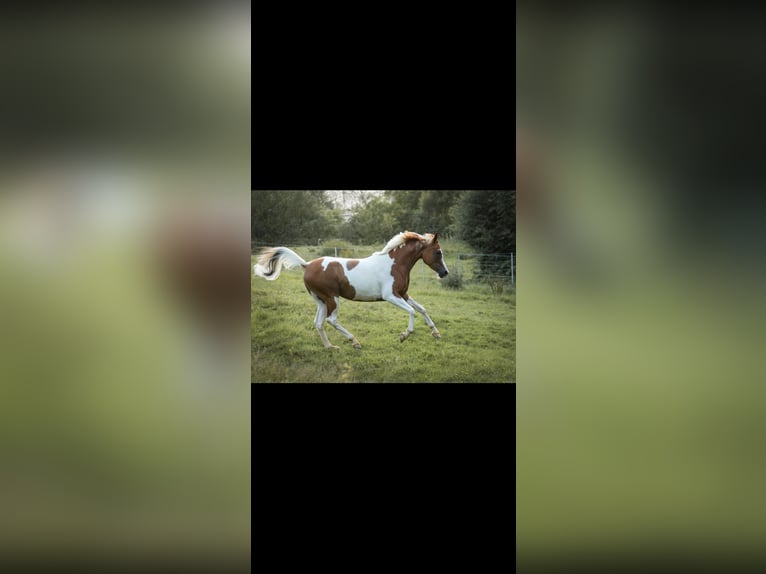 Arabisches Partbred Stute 5 Jahre 160 cm Schecke in Schwandorf