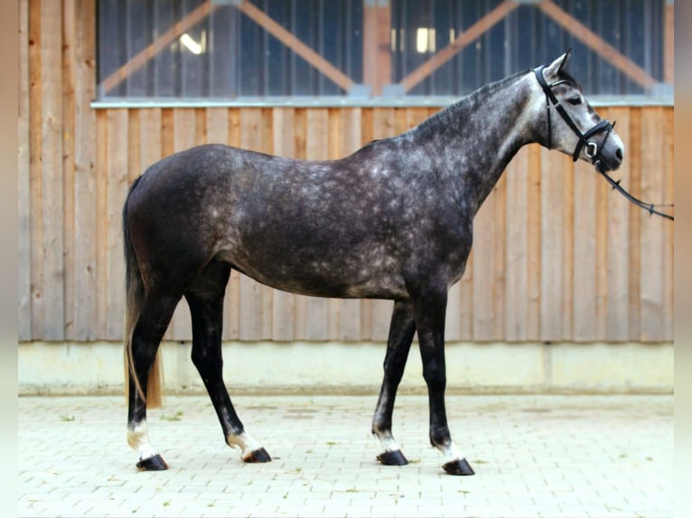 Arabisches Partbred Stute 5 Jahre 170 cm Apfelschimmel in Kaufbeuren