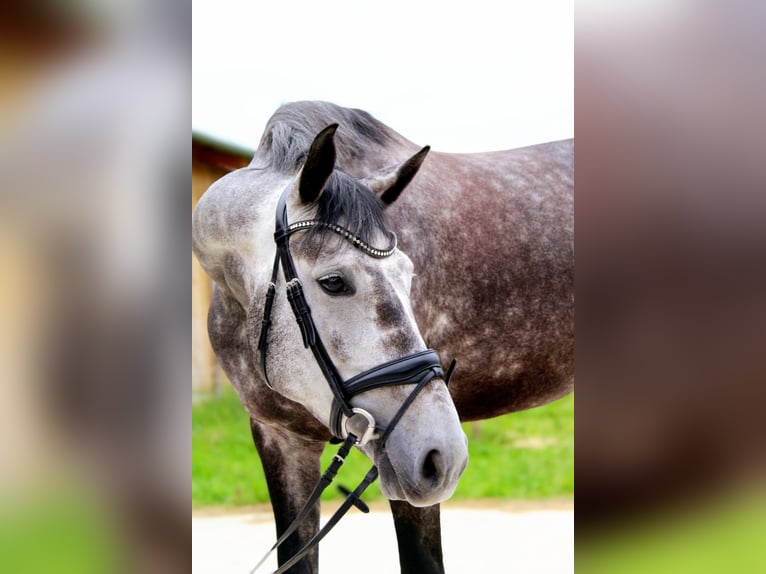 Arabisches Partbred Stute 5 Jahre 170 cm Apfelschimmel in Kaufbeuren