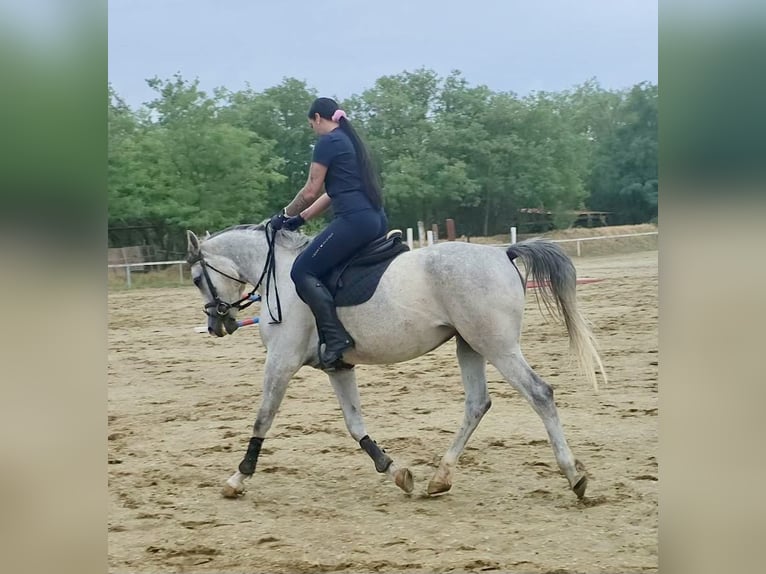 Arabisches Partbred Stute 6 Jahre 163 cm Apfelschimmel in Debrecen