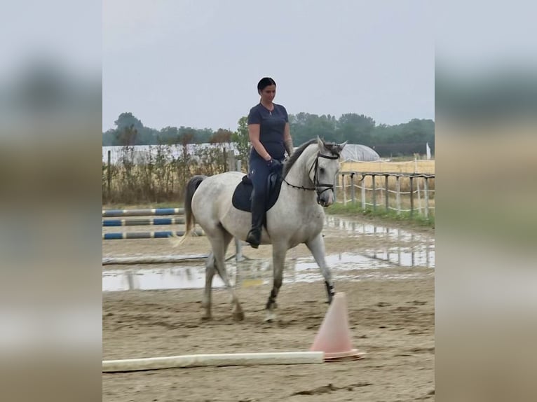 Arabisches Partbred Stute 6 Jahre 163 cm Apfelschimmel in Debrecen