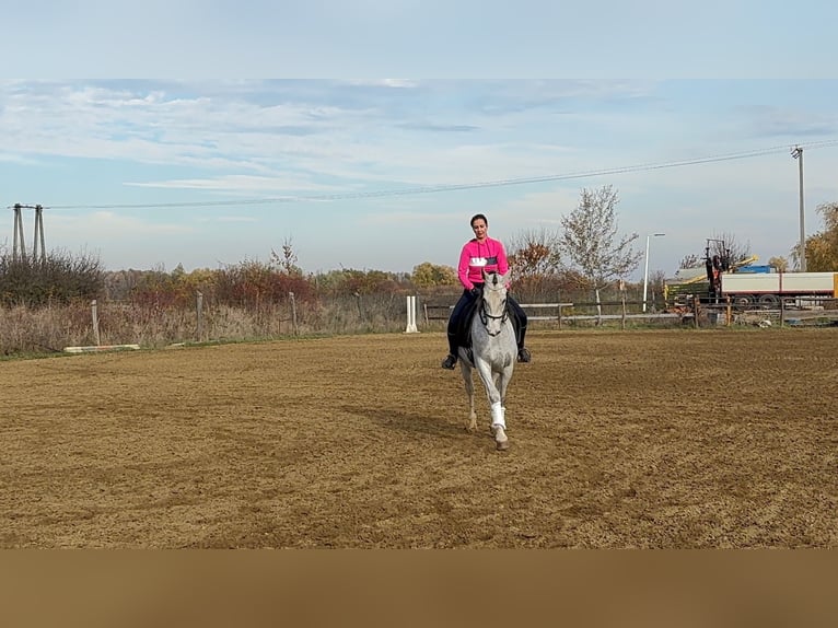 Arabisches Partbred Stute 6 Jahre 163 cm Apfelschimmel in Debrecen