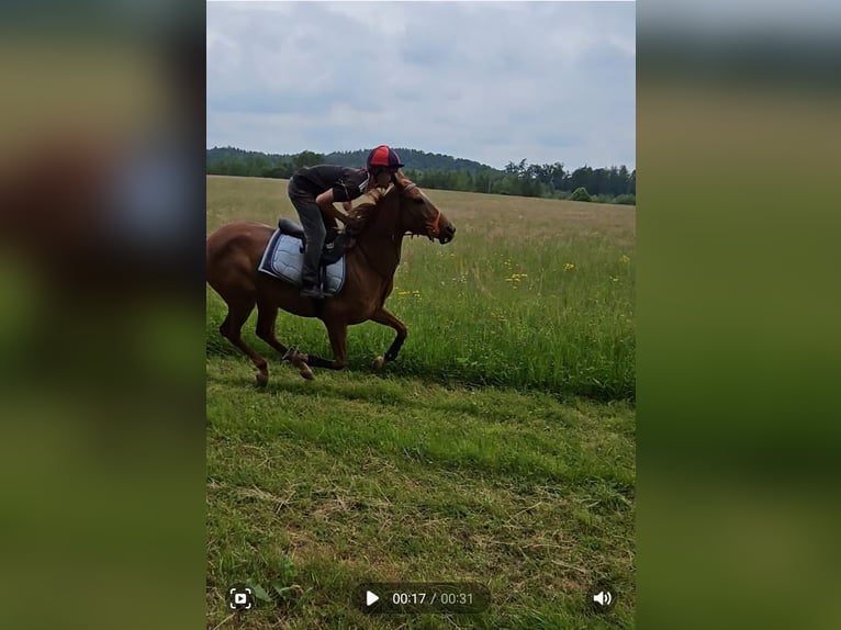 Arabisches Partbred Stute 6 Jahre Fuchs in Seeon-Seebruck