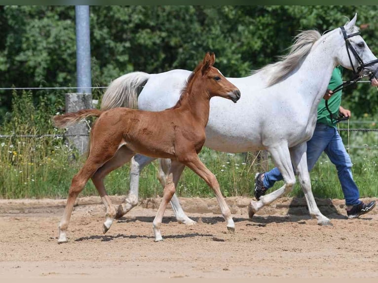 Arabisches Partbred Stute 6 Jahre Fuchs in Seeon-Seebruck