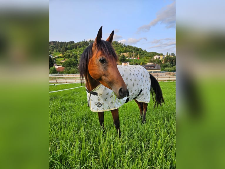 Arabisches Partbred Stute 7 Jahre 148 cm Brauner in Wolfsberg