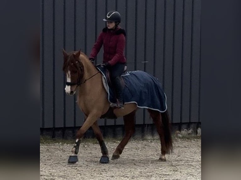 Arabisches Partbred Stute 7 Jahre 150 cm Fuchs in Massongy