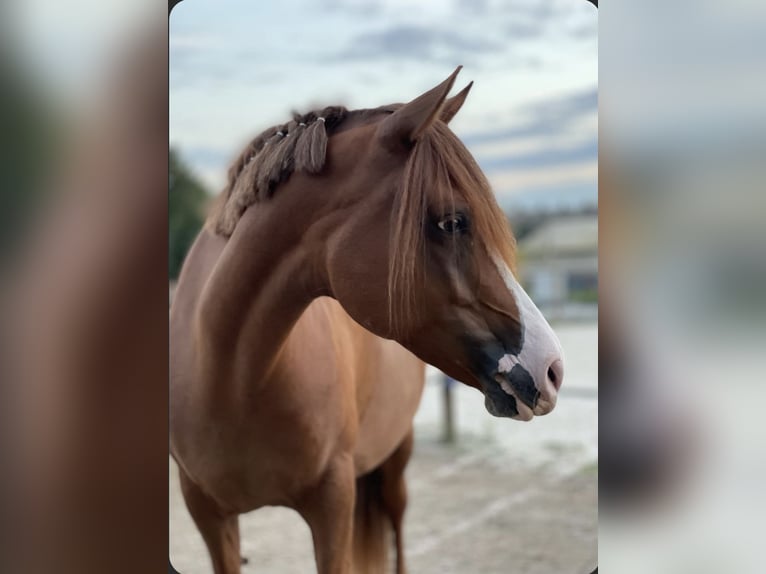 Arabisches Partbred Stute 7 Jahre 150 cm Fuchs in Massongy