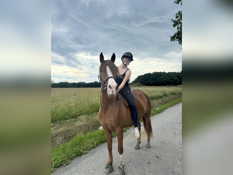 Arabisches Partbred Stute 7 Jahre 150 cm Fuchs in Massongy