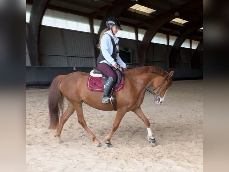Arabisches Partbred Stute 7 Jahre 150 cm Fuchs in Massongy
