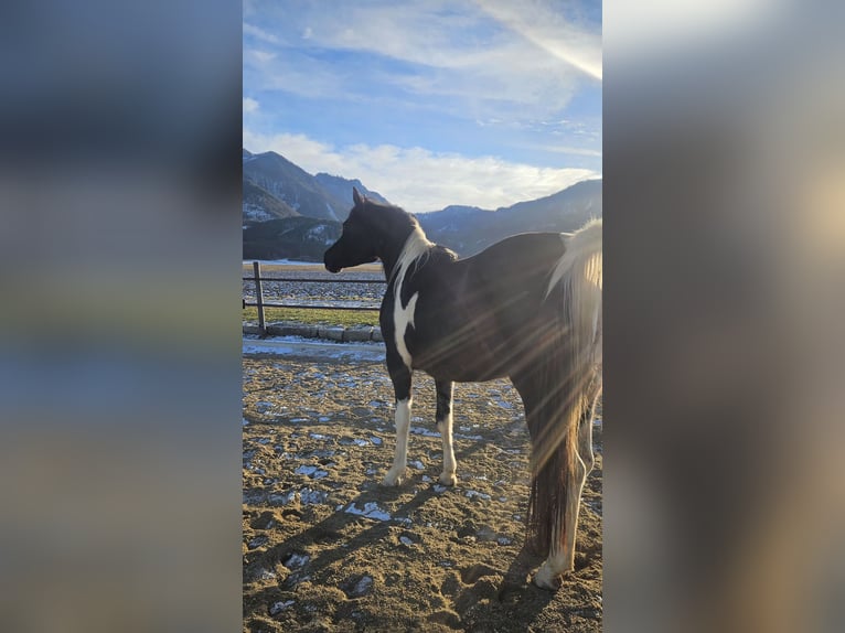 Arabisches Partbred Stute 7 Jahre 158 cm Schecke in Völkermarkt