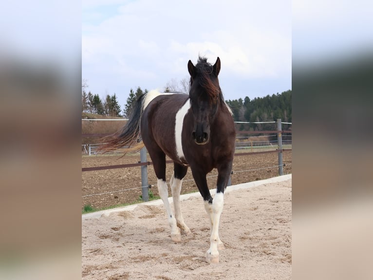 Arabisches Partbred Stute 7 Jahre 158 cm Schecke in Völkermarkt
