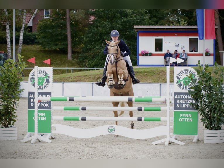 Arabisches Partbred Stute 7 Jahre 160 cm Palomino in Winkelsett