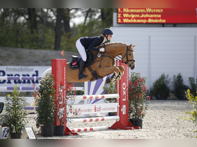 Arabisches Partbred Stute 7 Jahre 160 cm Palomino in Winkelsett