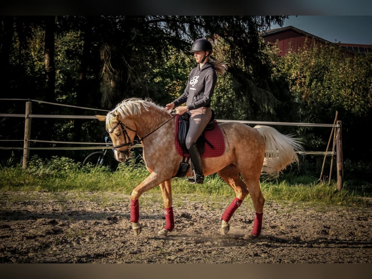 Arabisches Partbred Stute 7 Jahre 160 cm Palomino in Winkelsett