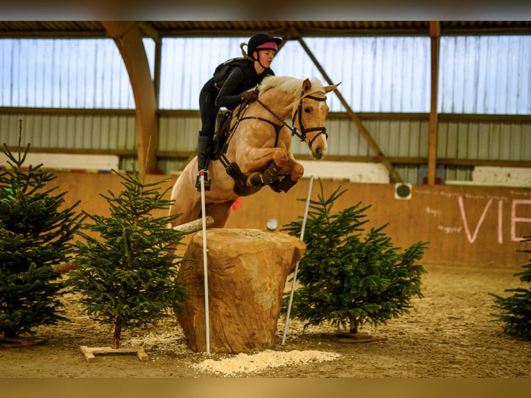 Arabisches Partbred Stute 7 Jahre 160 cm Palomino in Winkelsett