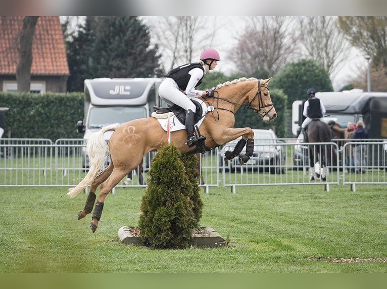 Arabisches Partbred Stute 7 Jahre 160 cm Palomino in Winkelsett