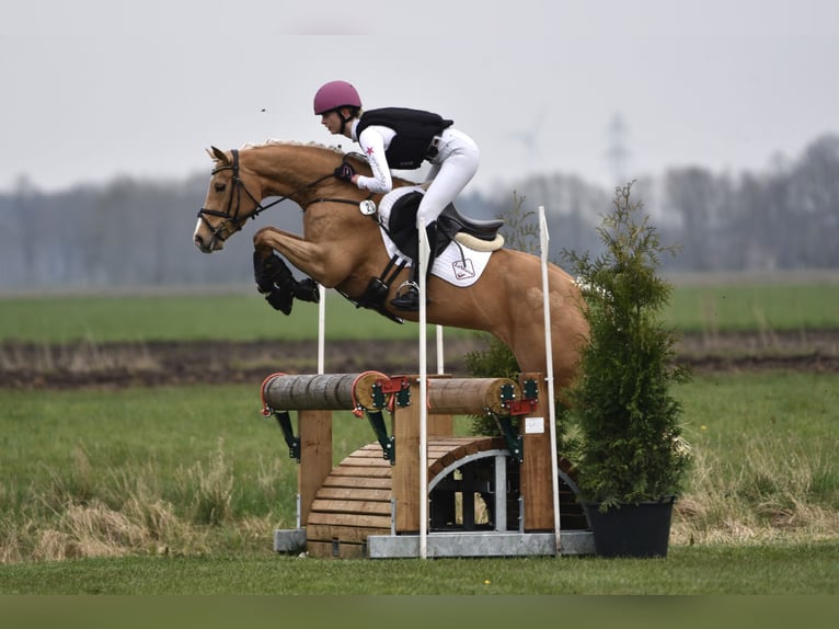 Arabisches Partbred Stute 7 Jahre 160 cm Palomino in Winkelsett