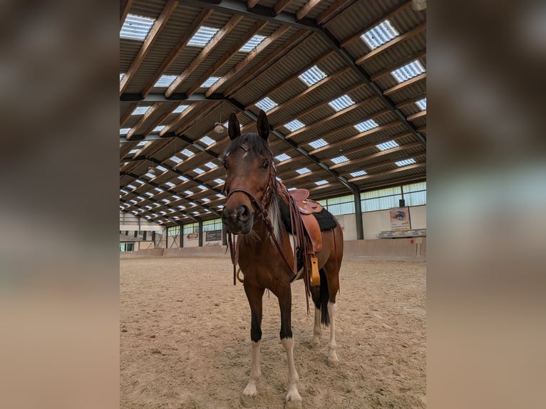 Arabisches Partbred Stute 8 Jahre 155 cm Schecke in Langerwehe