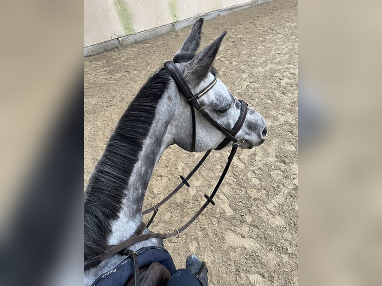 Arabisches Partbred Stute 8 Jahre 161 cm Apfelschimmel in Frankfurt am Main