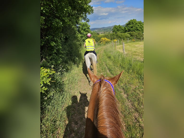 Arabisches Partbred Stute 8 Jahre 162 cm Apfelschimmel in Lahntal