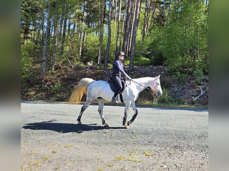 Arabisches Partbred Stute 8 Jahre 162 cm Apfelschimmel in Lahntal