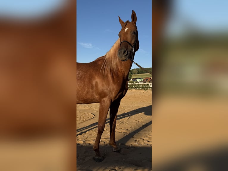 Arabisches Partbred Stute 8 Jahre Dunkelfuchs in Neuhaus an der Pegnitz