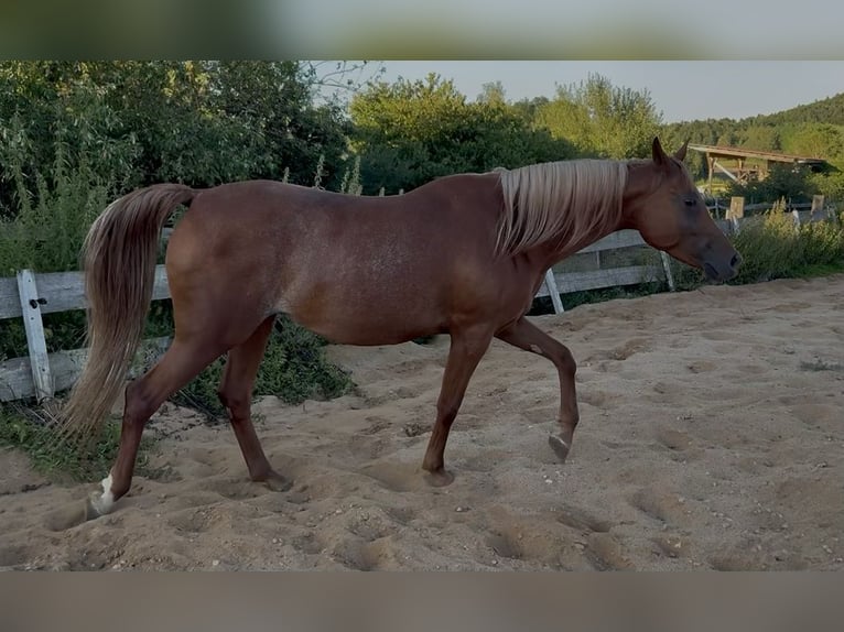 Arabisches Partbred Stute 8 Jahre Dunkelfuchs in Neuhaus an der Pegnitz