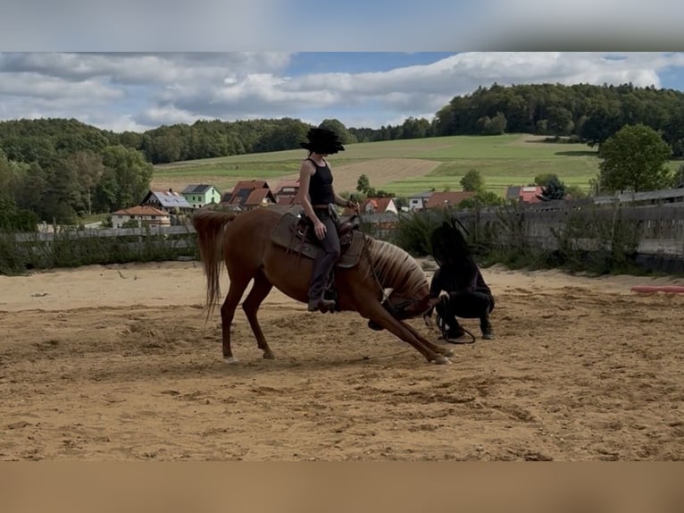 Arabisches Partbred Stute 8 Jahre Fuchs in Neuhaus an der Pegnitz