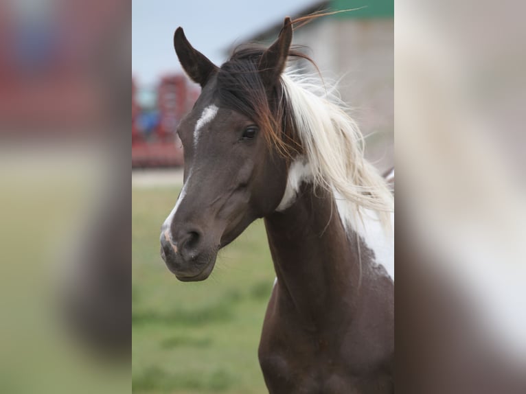 Arabisches Partbred Stute 9 Jahre 153 cm Schecke in Löwenberger Land