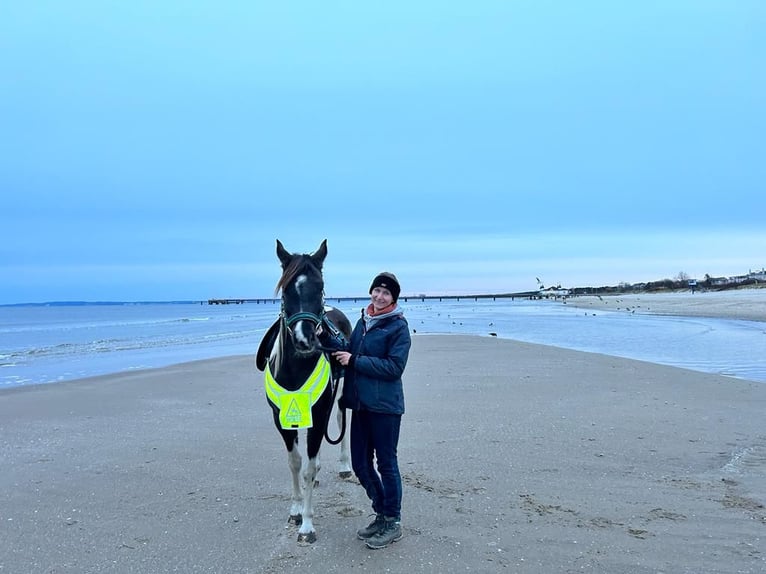 Arabisches Partbred Stute 9 Jahre 153 cm Schecke in Löwenberger Land