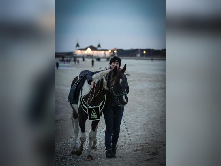 Arabisches Partbred Stute 9 Jahre 153 cm Schecke in Löwenberger Land