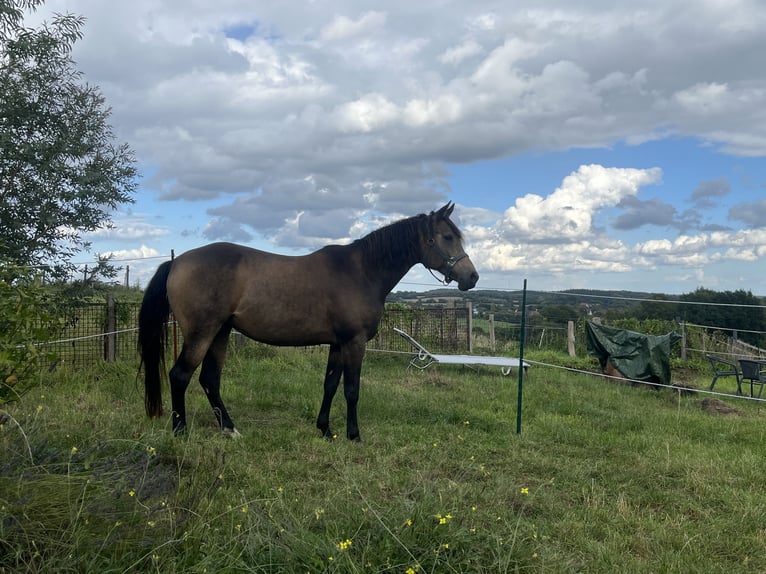 Arabisches Partbred Stute 9 Jahre 155 cm Buckskin in Malente