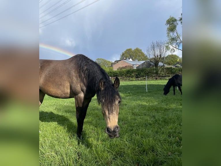 Arabisches Partbred Stute 9 Jahre 155 cm Buckskin in Malente
