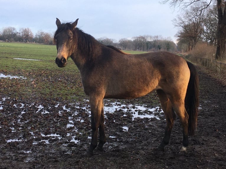 Arabisches Partbred Stute 9 Jahre 155 cm Buckskin in Malente