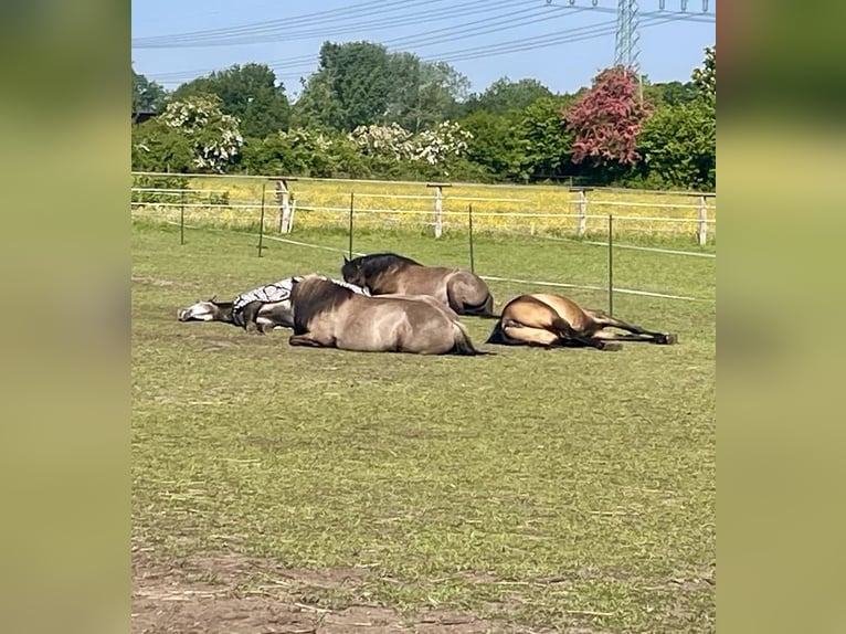 Arabisches Partbred Stute 9 Jahre 155 cm Buckskin in Malente