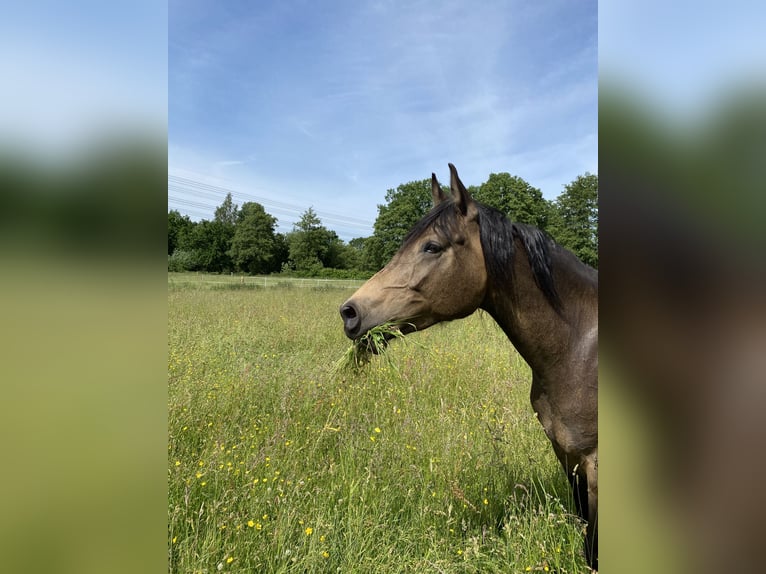 Arabisches Partbred Stute 9 Jahre 155 cm Buckskin in Malente