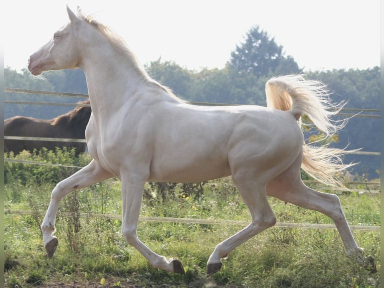 Arabisches Partbred Stute 9 Jahre 155 cm Buckskin in Malente