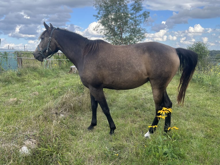 Arabisches Partbred Stute 9 Jahre 155 cm Buckskin in Malente
