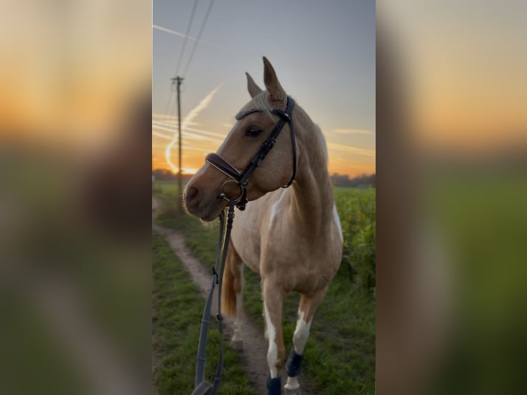 Arabisches Partbred Stute 9 Jahre 156 cm Palomino in Duisburg