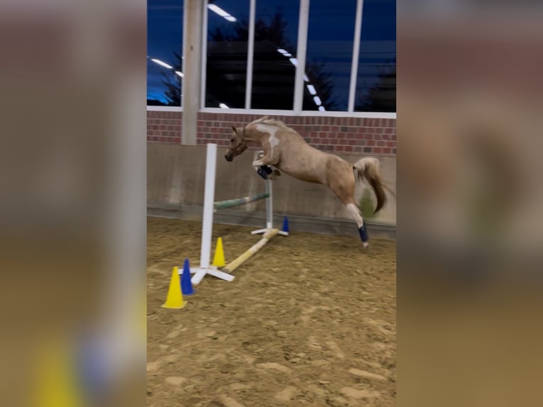 Arabisches Partbred Stute 9 Jahre 156 cm Palomino in Duisburg