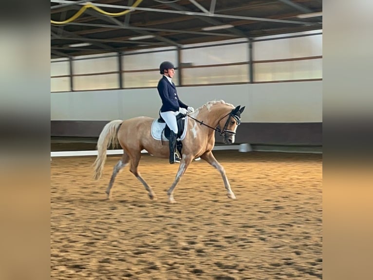 Arabisches Partbred Stute 9 Jahre 156 cm Palomino in Duisburg