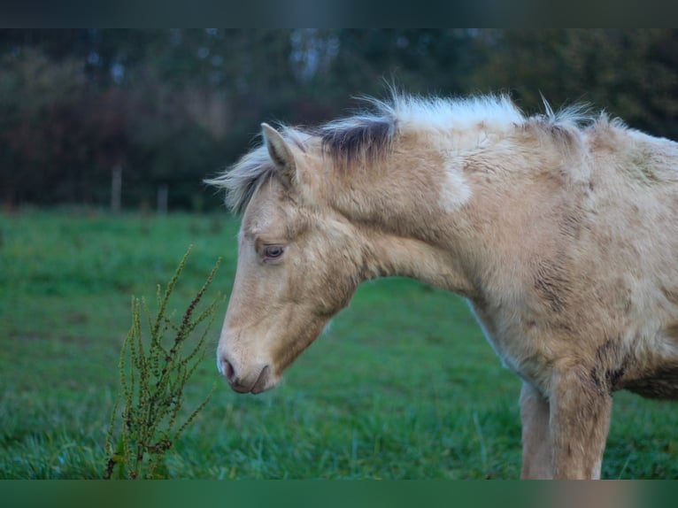 Arabisches Partbred Stute Fohlen (06/2024) 148 cm Champagne in Erichem