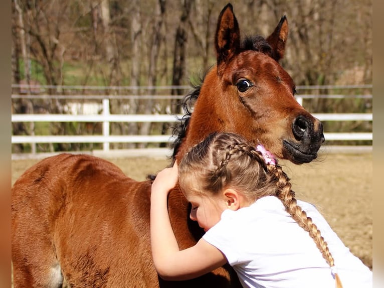 Arabisches Partbred Stute  150 cm Brauner in Plaschischen