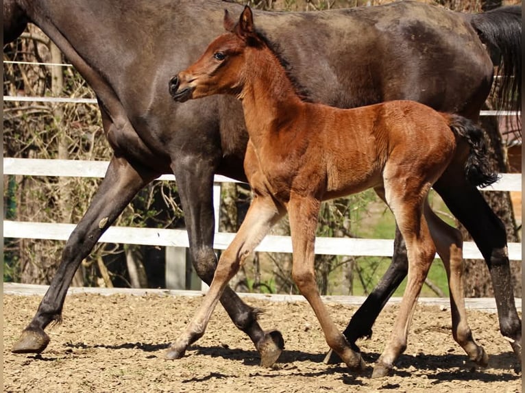 Arabisches Partbred Stute  150 cm Brauner in Plaschischen