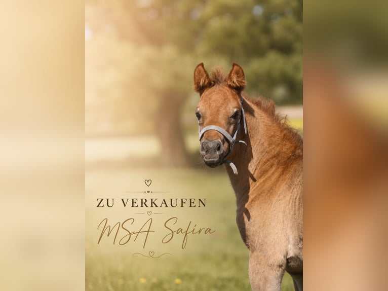 Arabisches Partbred Stute Fohlen (04/2026) 150 cm Kann Schimmel werden in Stechlin